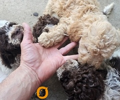 Lagotto Romagnolo štenci - 5