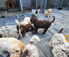 Lagotto Romagnolo štenci - 6