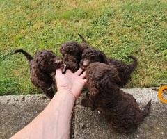 Lagotto Romagnolo štenci - 7