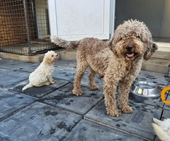 Lagotto Romagnolo štenci - 10