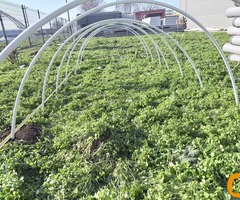 PVC cevi za plastenik - 2