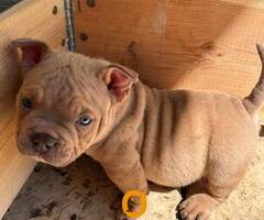 American bully exzotik-mikro štenci - 4