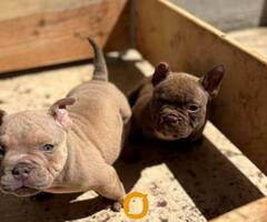 American bully exzotik-mikro štenci - 5