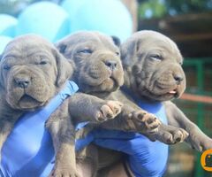 Cane Corso štenci