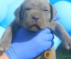 Cane Corso štenci - 3