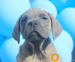 Cane Corso štenci - 4