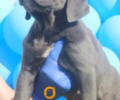 Cane Corso štenci - 5