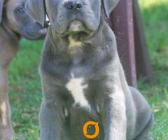 Cane Corso štenci - 6