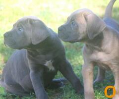 Cane Corso štenci - 7