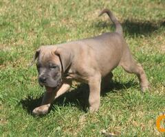 Cane Corso štenci - 8