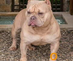 American Bully Ženka je stara 15 meseci, - 2