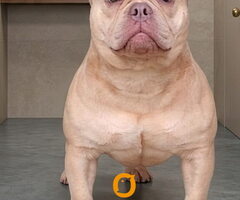 American Bully Ženka je stara 15 meseci, - 3
