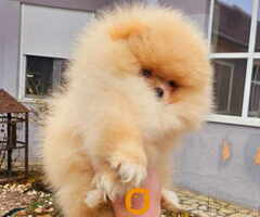 Najlepsi Pomeranci Boo - 4