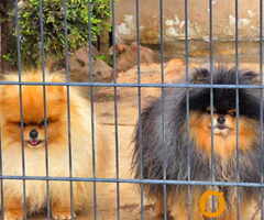 Najlepsi Pomeranci Boo - 5