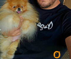 Najlepsi Pomeranci Boo - 6