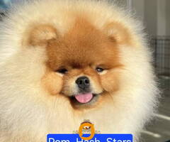 Najlepsi Pomeranci Boo - 10