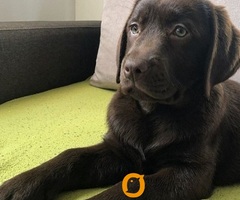 LABRADOR retriver, čokoladni štenci