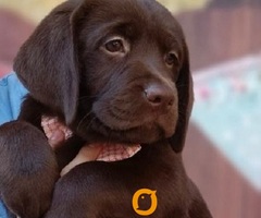 LABRADOR retriver, čokoladni štenci - 2
