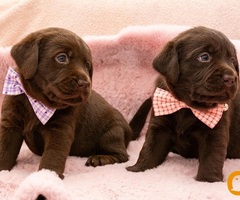 LABRADOR retriver, čokoladni štenci - 3