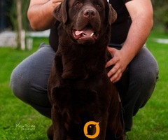 LABRADOR retriver, čokoladni štenci - 4