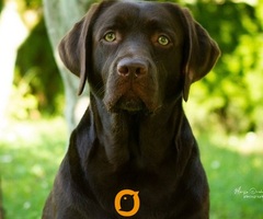 LABRADOR retriver, čokoladni štenci - 5