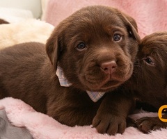 LABRADOR retriver, čokoladni štenci - 8