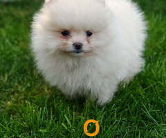 Pomeranski spic