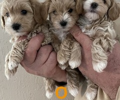 Mini maltipoo