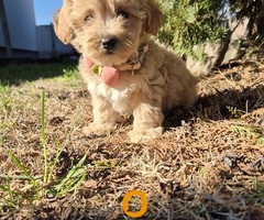Mini maltipoo - 4