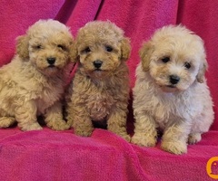 Mini maltipoo - 5