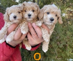 Mini maltipoo - 6