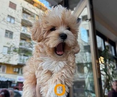 Mini maltipoo - 7