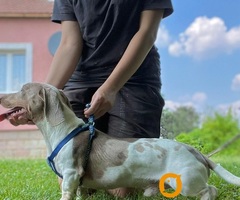 Štenci JAZAVIČARA - 8