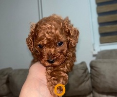 Toy pudlice