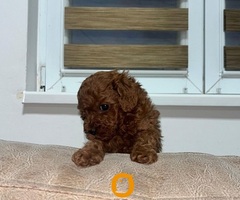 Toy pudlice - 2