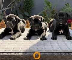 Crni Cane Corso štenci - rezervacije u toku