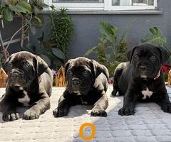 Crni Cane Corso štenci - rezervacije u toku - 2