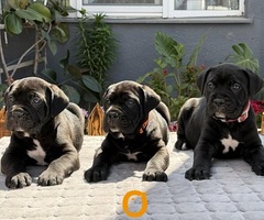 Crni Cane Corso štenci - rezervacije u toku - 3