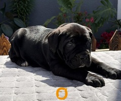 Crni Cane Corso štenci - rezervacije u toku - 4