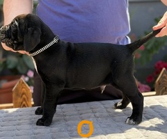 Crni Cane Corso štenci - rezervacije u toku - 5