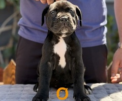 Crni Cane Corso štenci - rezervacije u toku - 6