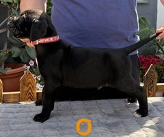 Crni Cane Corso štenci - rezervacije u toku - 7