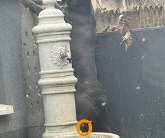 Crni Cane Corso štenci - rezervacije u toku - 9