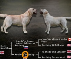 Stenci LABRADOR retrivera