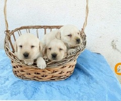 Stenci LABRADOR retrivera - 3