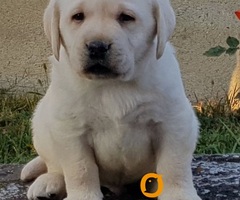 Stenci LABRADOR retrivera - 4