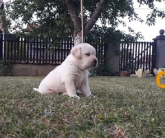 Stenci LABRADOR retrivera - 5