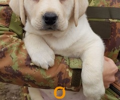 Stenci LABRADOR retrivera - 7