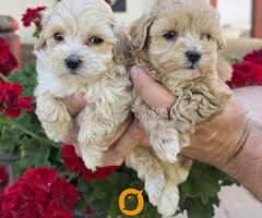 Savrseni maltipoo bebani spremni su za preuzimanje
