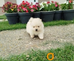 Prelepi Boo medvedici - 7